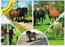 Holland Netherlands Postcard Beekbergen Horses Multi View - $2.10