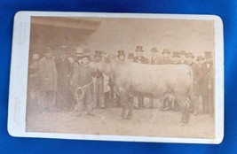 CDV Photo Award Winning Bull Edinburgh Scotland - £32.49 GBP