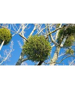 Viscum Album seeds, common mistletoe, Gui blanc graines, Weißbeerige Mistel - $7.22 CAD+