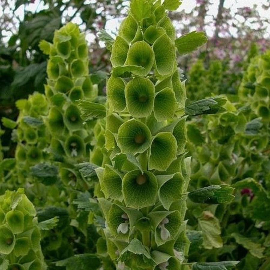 Bells of Ireland Flower Seeds Moluccela Laevis 30 Seeds New Fresh Garden - $14.98