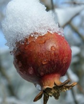 VP Afganski Russian Pomegranate - Punica Granatum -2 Live Plants - £22.53 GBP