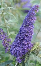 OKB Buddleia ‘Buzz Sky Blue’ Live Plant 4” Pot - Lavender Blue Dwarf Butterfly B - £29.08 GBP