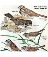 Fox &amp; Round Tailed Sparrows Varieties 1966 Color Bird Art Print Nature A... - $27.73 CAD