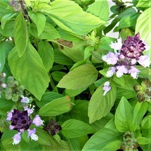 Cinnamon Basil NON GMO- 500 Seed Pack-Has a spicy, fragrant aroma and flavor - £7.94 GBP