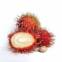 Rambutan Seed Red Fruits Malaysia Miracle Fruit Seeds Plant Giant Plant ... - £10.03 GBP