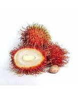 Rambutan Seed Red Fruits Malaysia Miracle Fruit Seeds Plant Giant Plant ... - £10.20 GBP