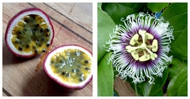 Live Starter Plant POSSUM PURPLE Passion Fruit Passiflora edulis~ Self Fertile - £30.66 GBP