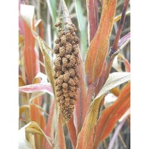 Japanese Millet Seeds Gardening Easy Grow Usa Shipping - £4.58 GBP