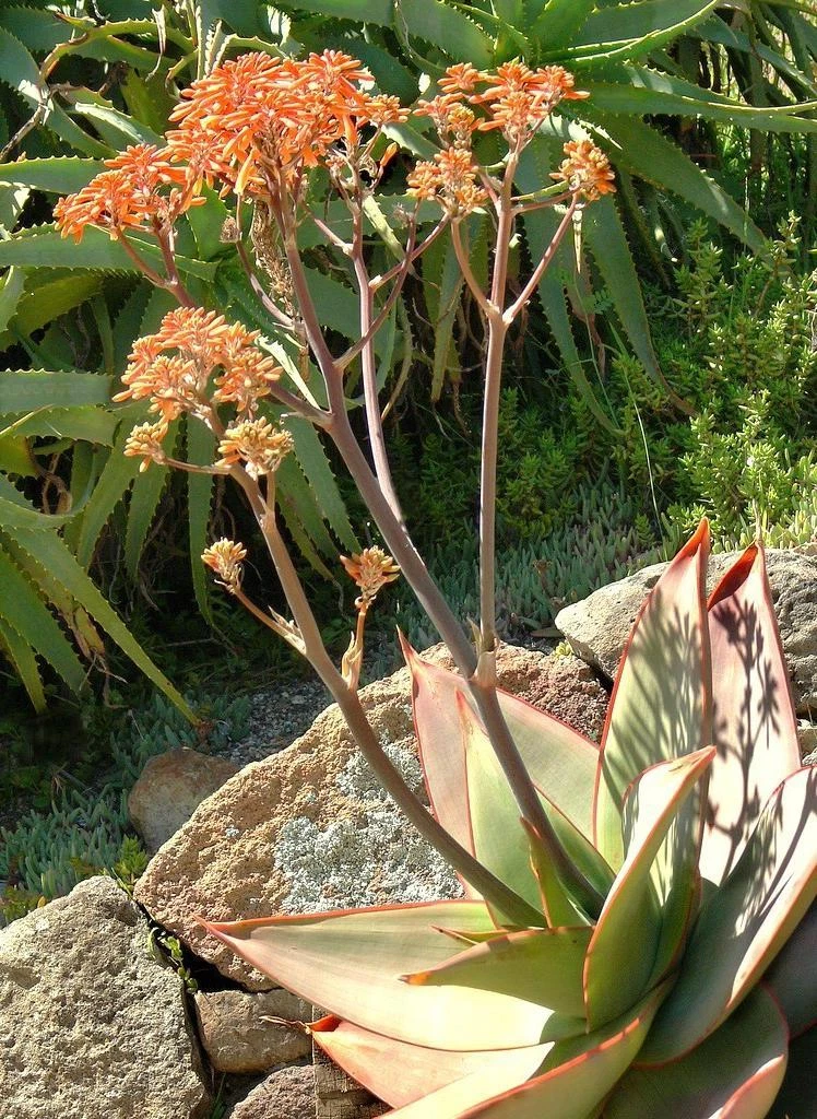 ALOE STRIATA pink coral exotic garden succulent rare cacti desert seed 1... - $30.37