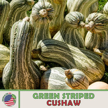 S_SH 10 Green Striped Cushaw Pumpkin / Squash Seeds, Heirloom, Non-GMO, Genuine  - $7.95