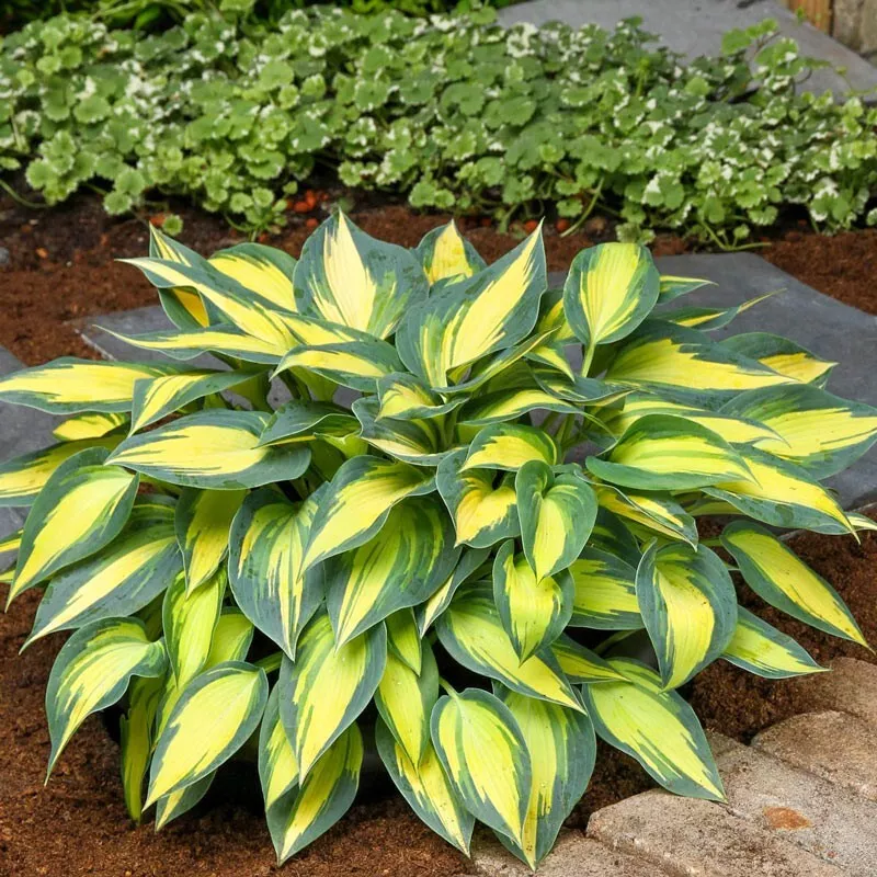 Hosta Magic Island Well Rooted 5.25 Inch Pot Plant - $34.81