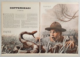 1955 Magazine Picture Copperhead Snake &amp; Boy Scout Illustrated by Elliot... - £13.10 GBP