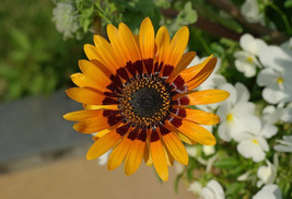 GIB 50 Orange Prince Cape Daisy Monarch Of The Veldt Venidium Fastuosum Flower S - £14.47 GBP