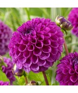 25 Nina Dahlia Seeds Flower Perennial Flowers Seed Flowering Bloom 1125 - €11,18 EUR 25 Nina Dahlia Seeds Flower Perennial Flowers Seed Flowering Bloom 1125 - €11,18 EUR