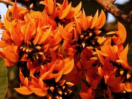 5 Flame of the Forest Seeds ,Butea monosperma Seeds, Sacred Tree Seeds,  - $95.18 MXN
