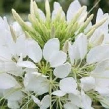 50 Giant White Queen Cleome ReSeeding Annual Flower Seeds US Seller Fast Shippin - £7.39 GBP