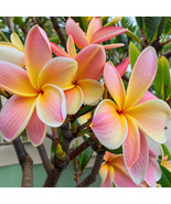 KB 5 White Blh Yello Plumeria Seeds Flower Hawaiian Flowers Herb Garden ... - $232.44 MXN