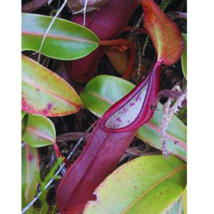  Nepenthes Sanguinea Pitcher Plant 10 Seeds - $9.86