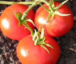 New Yorker Tomato Seeds 50 Ct Vegetable Garden HEIRLOOM NON-GMO - £1.47 GBP