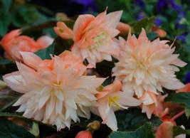 Mixed Rieger Begonias Beautiful Multi-Flap Flower Decoration, 50 seeds - £11.32 GBP