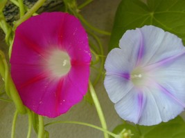 Ipomea  purpurea mixed morning glory seeds- code 502 - $4.99