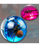 Real Insect Specimen Transparent Resin Hemispherical Spider Scorpion Spe... - £34.69 GBP