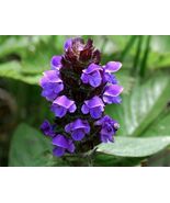 1000-10,000 Heal All Self Heal Prunella Vulgaris Seeds - $2.96+