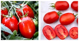 5 Bags (200 Seeds / Bag) of Top-Performing Salad Tomatoes Seeds - £16.88 GBP