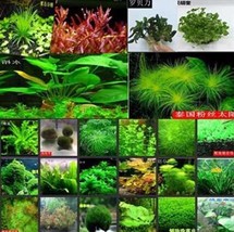 PWO Fresh 1000Pcs/Lot - (15 Types) Aquarium Grass Water Aquatic Plant Family See - $11.19