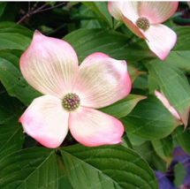 New Fresh Dogwood Ornamental Plant Fruit Bonsai Plant Semillas Bonsai Ca... - £4.20 GBP