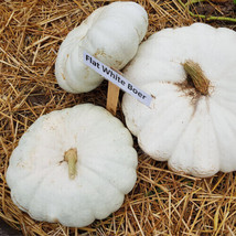 VP Flat White Boer Pumpkin for Garden Planting USA 25+ Seeds - £6.50 GBP