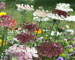 Queens Anne&#39;S Lace Seeds Purple White / Easy To Grow / Non Gmo / 100 See... - $6.58