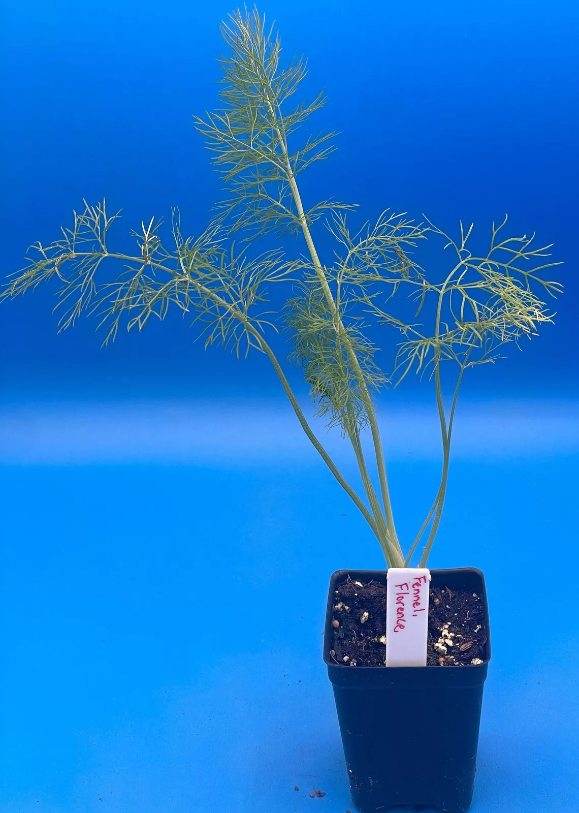Fennel, Florence Starter Plant - Foeniculum Vulgare Gardening USA Seller - $575.39 MXN