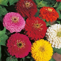 50 Zinnia Seeds Higro Mix Flower Flower Seeds Fresh Seeds Gardening USA - $26.00