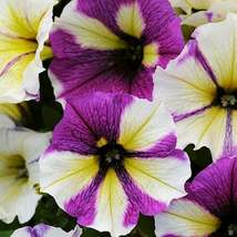 50 Yellow Purple White Petunia Seeds Flower - £7.78 GBP