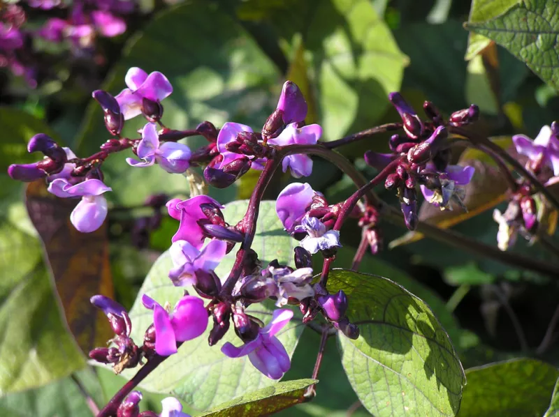 hyacinth PURPLE HYACINTH BEAN VINE 15 SEEDS  - $9.08