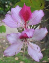 US Seller Free Shipping Bauhinia Variegata Kachnar Mountain Ebony 5 Seeds - £9.20 GBP