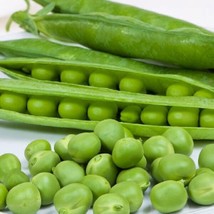 Fresh Garden Cascadia Pea Seeds  | NON-GMO | Heirloom | Seeds - £7.98 GBP