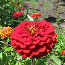 Zinnia Elegans Cherry Queen Red Zinnia 20 Seeds Fresh Seeds - £15.55 GBP