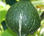 Green Hubbard Squash Seeds Vegetable Winter Pumpkin Buttercup Kuri Kabocha  - $5.93