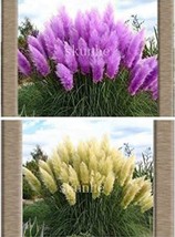 100 Seeds Mixed Yellow Purple Pampas Grass Seeds Ornamental Planting Gar... - $9.82