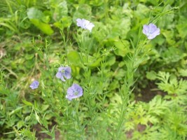 100 SEEDS BLUE FLAX HEIRLOOM SEEDS SPROUT FAST GARDEN BEAUTY SOON - $8.35