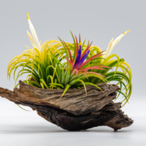 Lonantha Mexican Air Plant - 5 Seeds - $14.88