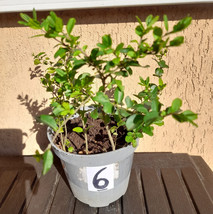 10 piante piantine ligustro gigante sempreverde ligustrum in vaso numera... - $8.32