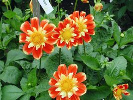 Shipped From Us 100 Early Bird Dahlia Mixed Colors Flower Seeds, LC03 - £16.78 GBP