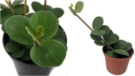 Live Plant Peperomia Hope Live Plant Indoor Easy to Grow Houseplant - 2.5&quot; Pot - £32.84 GBP