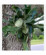 Platycerium Bifurcatum Netherlands Dutch Staghorn Fern Starter Plant 2 P... - $53.00