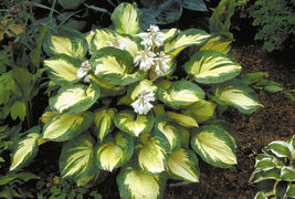 1 Live Potted Plant - hosta GREAT EXPECTATIONS large thick disease-free 2.5&quot; pot - £39.07 GBP