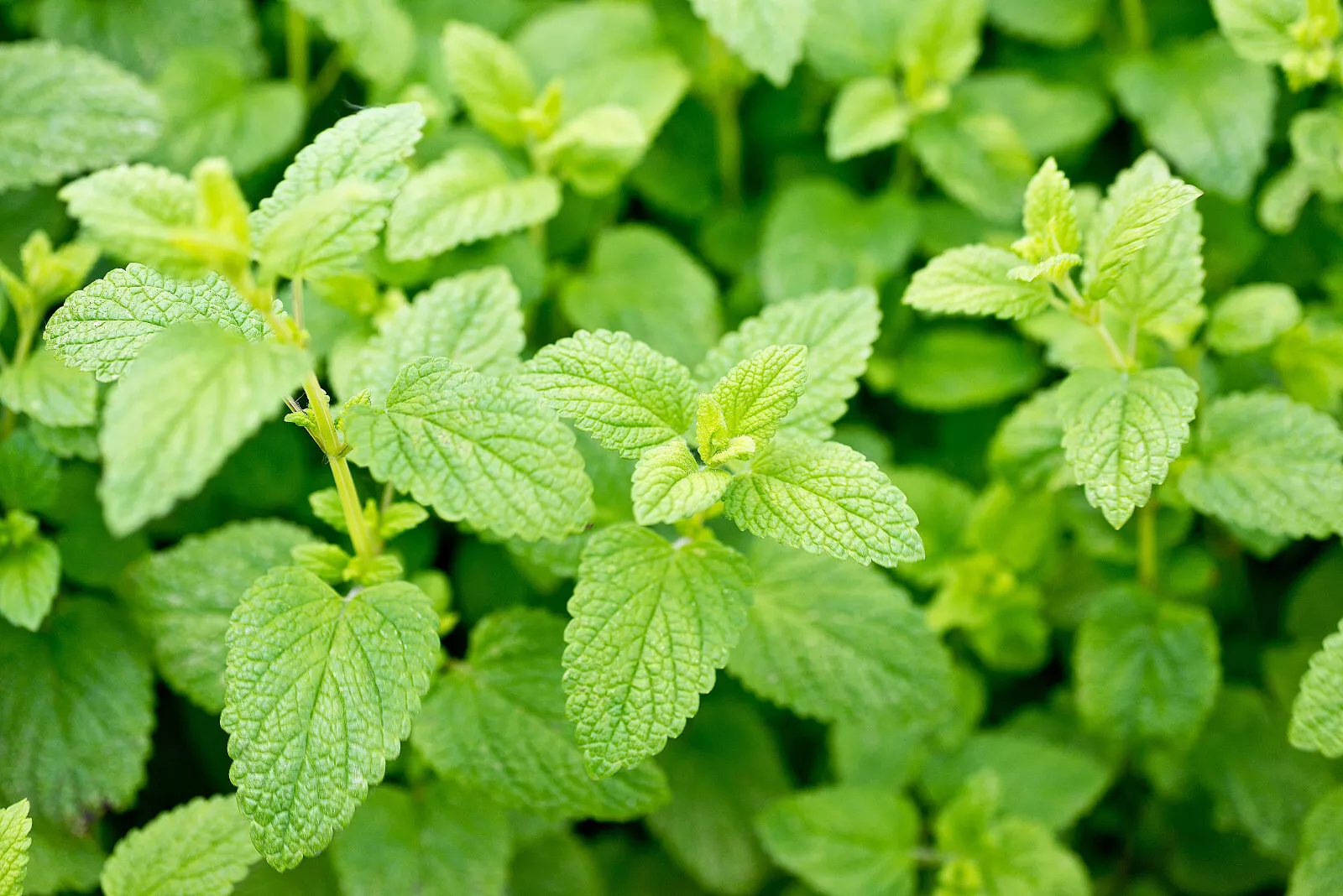 1500 Lemon Balm Lemonbalm Fragrant Herb / Flower Seeds - £15.42 GBP