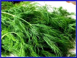 USA SELLER Dill Long Island Mammoth 200 Seeds Make Your Own Dill Pickles Fresh N - $17.24